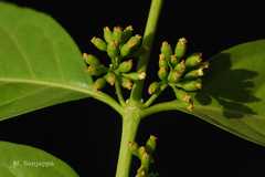 Blepharistemma membranifolia